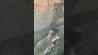 Snake Vs Frog Vs My Cat// #snakevideo  #trendingshorts  #virelvideo #patamda
