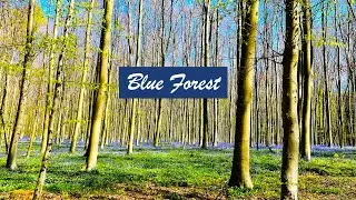 Hallerbos National Forest Trek |Belgium Blue Forest-A Magical Experience| Picnic in the Forest vlog