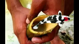 Bamboo Fish Trap - Unique Fish Trapping System - Amazing Fishing Video 2019