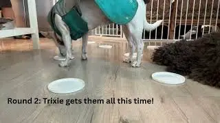 Trixie treat targets demo