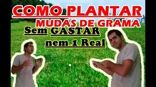 Como Plantar muda de GRAMA sem gastar nem 1 Real.