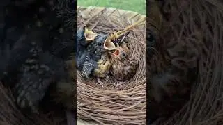 The cuckoo didn't dare to be naughty with them..