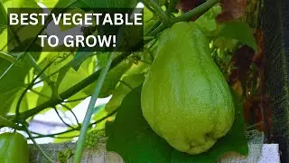 Why You Should Grow Chayote in your Garden!