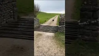 Как эта простая сетка не пускает животных внутрь 🧠🐂.