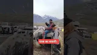 Yalk की सवारी। #yalk। #manali। #masisirkamanalitrip। #masisirkatour। #rohtang। #shimlatomanali