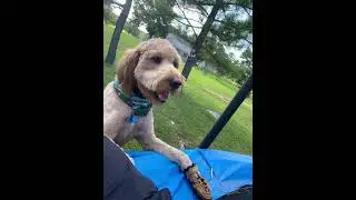 All of Bear&rsquo;s photos&hellip; #bearthedoodle #dogs #dogshorts #shorts