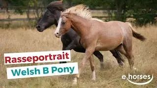 Das Welsh B Pony im Rasseportrait