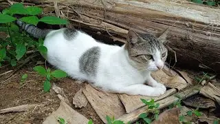 Cat photography 🐱