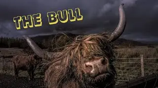 The Bull | Summary | One Act Play | Class 12 English | NEB