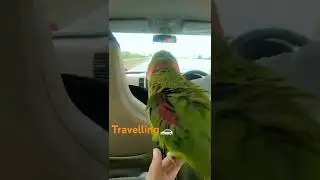 parrot traveling video | raw parrot | talikng parrot