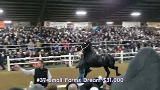 Percheron mare clips compilation (with prices) 2022 Gordyville Draft horse sale