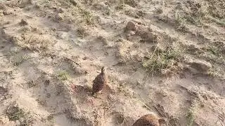 Teetar partridge bird crossing,grey francolin young breeding season