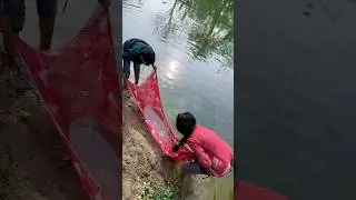 donone milke talab se pakerliya machli ka anda🥚😳(870) hindi fishing video #fishingvideo