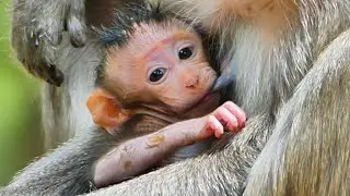 Adorable Babies Hugs Mommy Get Milk 