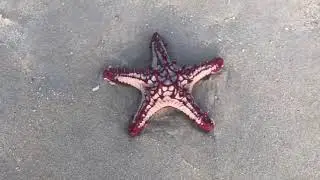 The Starfish - Mannar Beach - Sri Lanka