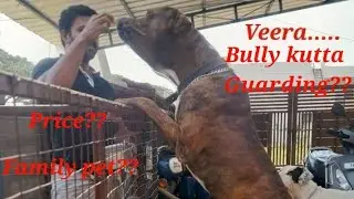 Bully kutta character and price. புல்லி குட்டா விலை. சிங்கத்தை அடிக்குமா. family experience Tamil