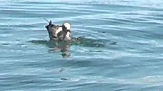Seagull eats a live goby whole, lake erie