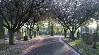 BLOSSOM, BLUEBELLS AND GRAVES AT SUNDERLAND CEMETERY