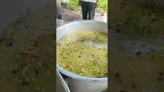 Lalu bhai ka Shahi zayika 500 kg dalcha rice#pineapple halwa#food sweet dish#akluj