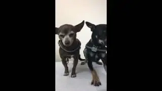 How to get the Perfect Fit on a BrilliantK9 Harness