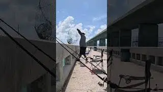 &ldquo;Fishing the Florida Keys Bridges | Rods Bending & Action!&rdquo;#floridakeysfishing