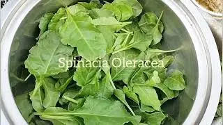 Happy World Environment Day 🌱🌿 #worldenvironmentday #eathealthy #terracegardening #spinach