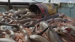 Shark Meat Toxicity CH EN