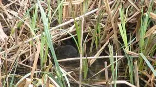 Water Vole camouflaged in reedbed