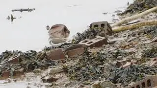 Shorebirds/Shout out for channel: Ernie Hatmaker