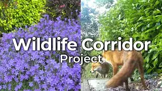 Secret Fox Paths: Protecting a wildlife corridor in my Irish garden (Garden Rewilding Series Part 1)
