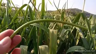 Spring Season Is the Growing Period of Garlic Plants - South Korea