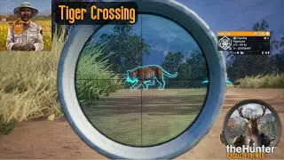 Tiger Crossing theHunter Call of the Wild