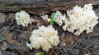 Summer Mushrooms! Crown Tipped Coral & Much More! 2021