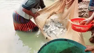 মাছ ধরা হচ্ছে নওগাঁ মহাদেবপুর || Fishing is going on in Naogaon Mahadevpur || খাজুর বাজার মাছ বিক্রি