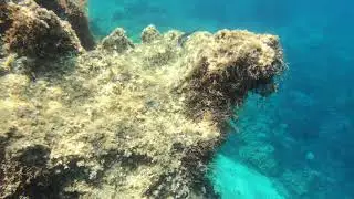 Garfish (Belone belone; Maltese = imsell) on the hunt