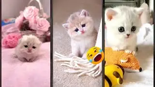 Cat Lover 🥰 Cat Fails 🥰 #cathouse #2787