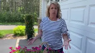 Pinching back petunias