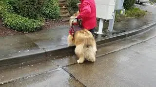 CLIVE Advanced Harness training