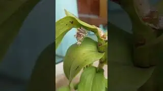 #Bagworm moth caterpillar#satisfying#shorts videos