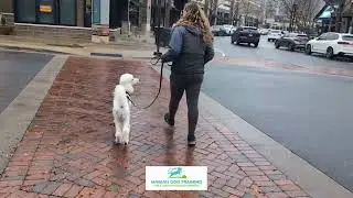 From Distracted to Polite: Curry Practices Leash Manners, Recall & Restaurant Behavior