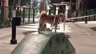 25 of December night here at the Dog's park..