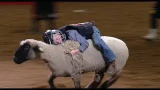 Mutton Bustin' Highlights | San Antonio Rodeo | Feb. 13, 2024