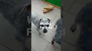 ASKING FOOD #DOG&PET