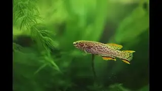 Deep Dive Loading??? Fish Chores! Live Macro Footage, MISC news, Click Bait Degenerates!!!