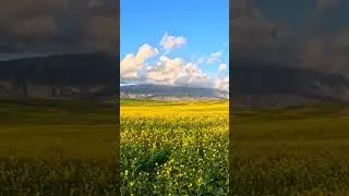 Sea of Rape, Northern Cyprus #cyprusisland #travel #explorecyprus #cyprus #field #gold #golden