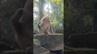 Daily update of monkey Rose and her newborn baby monkey