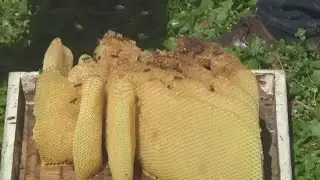 Bee Friendly Apiary talks raising bees and rescuing them from homes | Where's Dennis?