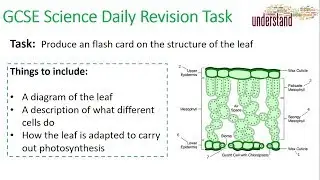 GCSE Science Daily Revision Task 23:  Leaf Structure