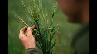 Why You Should Consider FULVIC ACID To Improve Yields!!