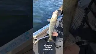 Nice Walleye! #mississippi #river #fishing #walleye #viralreels #minnesota #outdoor #adventure #lake